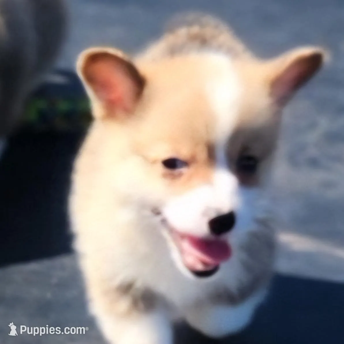 male corgi  – Pembroke Welsh Corgi puppy for sale in Glencoe, OK