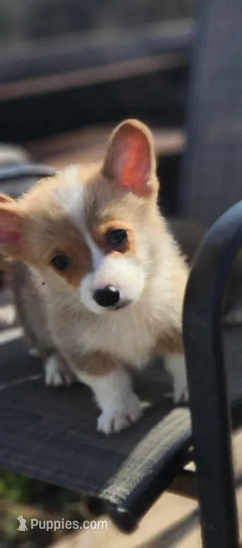 male corgi  – Pembroke Welsh Corgi puppy for sale in Glencoe, OK