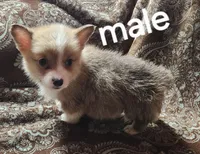 male corgi , a female Pembroke Welsh Corgi for sale in Glencoe, OK – Photo 2 of 3