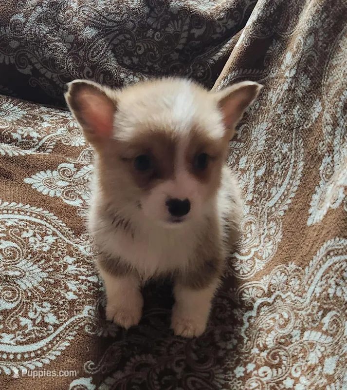 male corgi , a female Pembroke Welsh Corgi for sale in Glencoe, OK – Photo 1 of 3