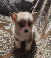 male corgi , a female Pembroke Welsh Corgi for sale in Glencoe, OK – Photo 1 of 3