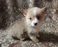 male corgi , a female Pembroke Welsh Corgi for sale in Glencoe, OK – Photo 3 of 3