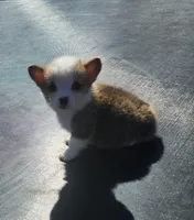 male corgi , a female Pembroke Welsh Corgi for sale in Glencoe, OK – Photo 3 of 3