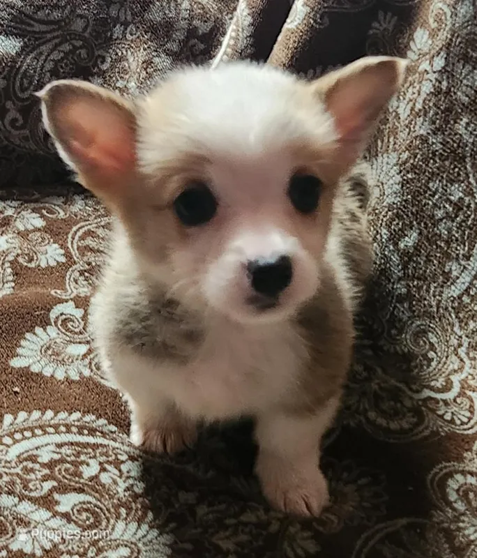 male corgi 