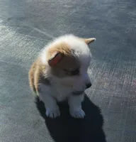 male corgi , a female Pembroke Welsh Corgi for sale in Glencoe, OK – Photo 2 of 3