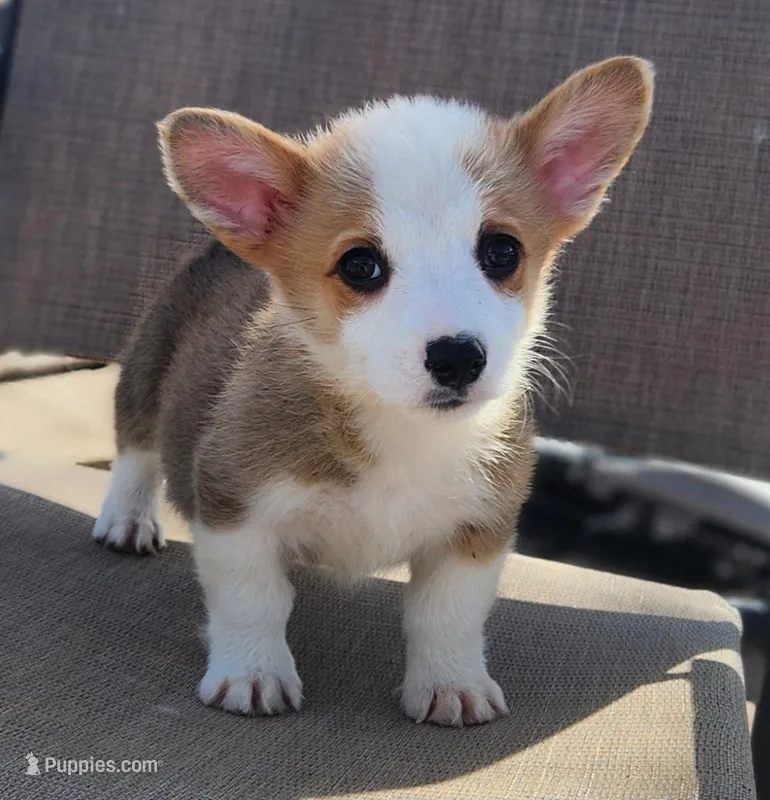 male corgi  – Pembroke Welsh Corgi puppy for sale in Glencoe, OK