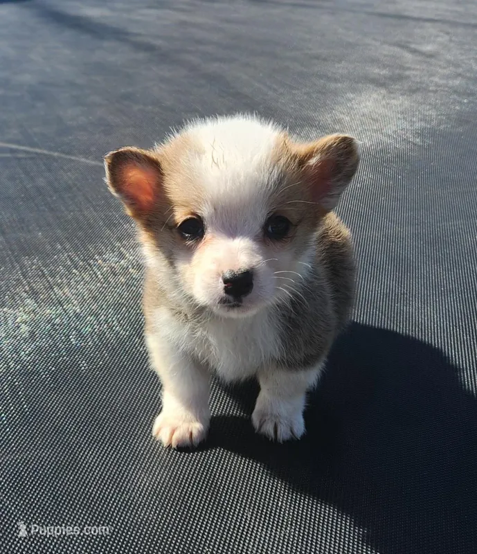 male corgi , a female Pembroke Welsh Corgi for sale in Glencoe, OK – Photo 1 of 3