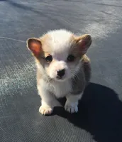 male corgi , a female Pembroke Welsh Corgi for sale in Glencoe, OK – Photo 1 of 3