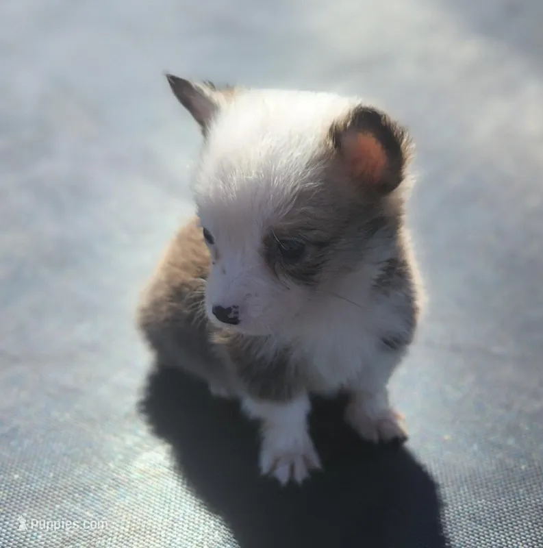 Female corgi , a female Pembroke Welsh Corgi for sale in Glencoe, OK – Photo 1 of 3