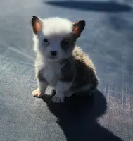 Female corgi , a female Pembroke Welsh Corgi for sale in Glencoe, OK – Photo 3 of 3