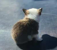 Female corgi , a female Pembroke Welsh Corgi for sale in Glencoe, OK – Photo 2 of 3