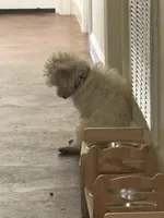 Sister Sue, a female Poodle - Toy  for sale in Tupelo, MS – 6 of 7