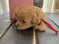 Red girl, a female Poodle - Toy  for sale in Tupelo, MS – 3 of 3