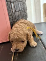 Yellow girl, a female Poodle - Toy  for sale in Tupelo, MS – 2 of 3