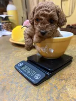 Green, a male Poodle - Toy  for sale in Tupelo, MS – 6 of 6