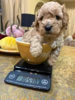 Red , a male Poodle - Toy  for sale in Tupelo, MS – 2 of 9