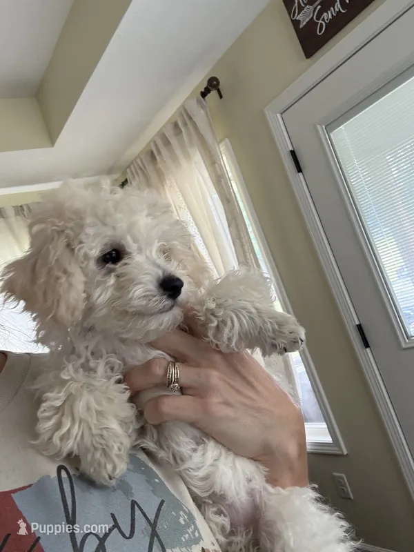 Sister Sue – Poodle - Toy  puppy for sale in Tupelo, MS