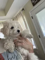 Sister Sue, a female Poodle - Toy  for sale in Tupelo, MS – 1 of 7
