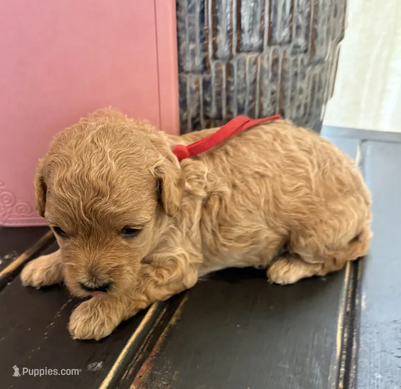 Red girl – Poodle - Toy  puppy for sale in Tupelo, MS