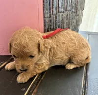 Red girl, a female Poodle - Toy  for sale in Tupelo, MS – 1 of 3