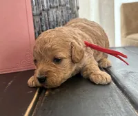 Red girl, a female Poodle - Toy  for sale in Tupelo, MS – 2 of 3