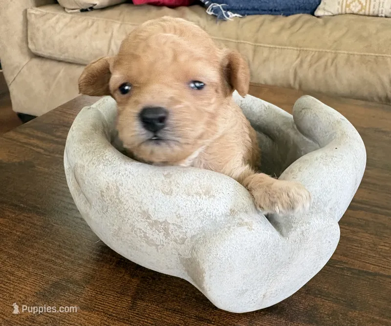 Tiny Toy Poodle Girl – Poodle - Toy  puppy for sale in Tupelo, MS