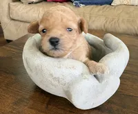 Tiny Toy Poodle Girl, a female Poodle - Toy  for sale in Tupelo, MS – 1 of 4