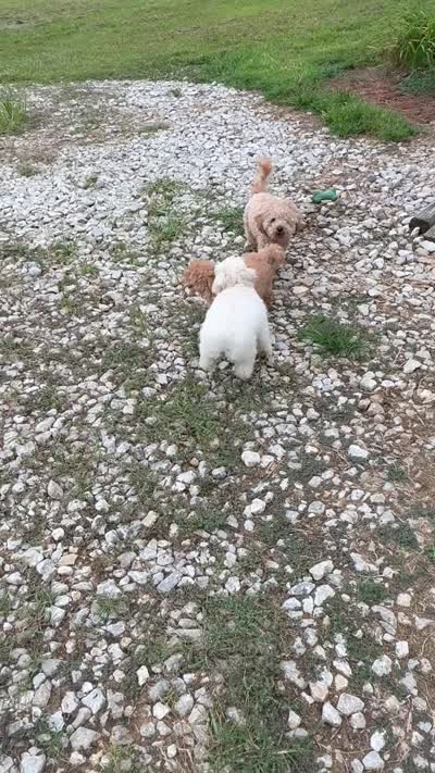 Sister Sue, a female Poodle - Toy  for sale in Tupelo, MS – 7 of 7