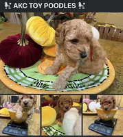 Red , a male Poodle - Toy  for sale in Tupelo, MS – 3 of 9