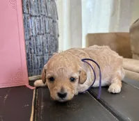 Purple girl, a female Poodle - Toy  for sale in Tupelo, MS – 2 of 3