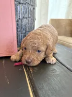 Hot pink girl, a female Poodle - Toy  for sale in Tupelo, MS – 1 of 3