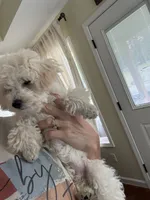 Sister Sue, a female Poodle - Toy  for sale in Tupelo, MS – 3 of 7