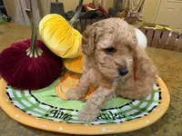 Red , a male Poodle - Toy  for sale in Tupelo, MS – 6 of 9