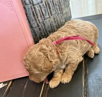 Hot pink girl, a female Poodle - Toy  for sale in Tupelo, MS – 2 of 3