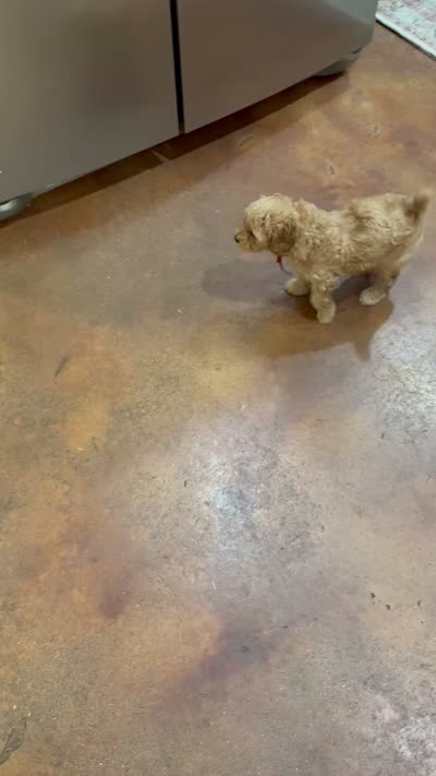 Red , a male Poodle - Toy  for sale in Tupelo, MS – 9 of 9