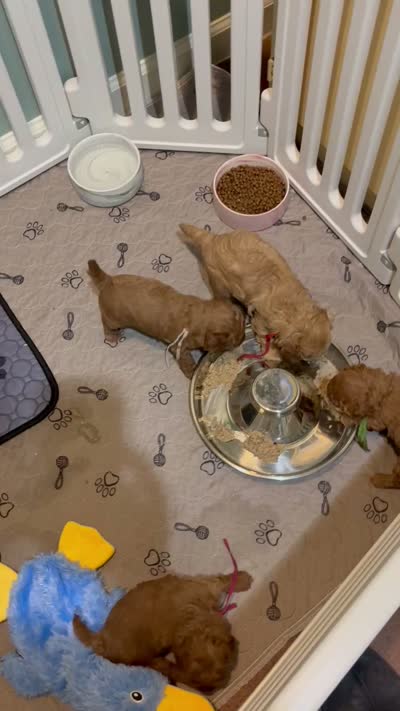 Red , a male Poodle - Toy  for sale in Tupelo, MS – 5 of 9