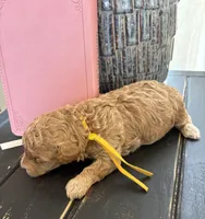 Yellow girl, a female Poodle - Toy  for sale in Tupelo, MS – 3 of 3