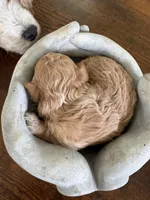 Tiny Toy Poodle Girl, a female Poodle - Toy  for sale in Tupelo, MS – 2 of 4