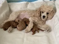 Tiny Toy Poodle Girl, a female Poodle - Toy  for sale in Tupelo, MS – 4 of 4