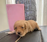 White girl, a female Poodle - Toy  for sale in Tupelo, MS – 2 of 3
