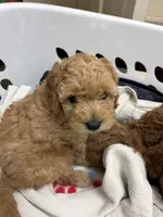Red , a male Poodle - Toy  for sale in Tupelo, MS – 7 of 9