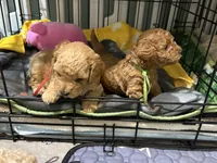 Red , a male Poodle - Toy  for sale in Tupelo, MS – 8 of 9