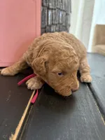 Hot pink girl, a female Poodle - Toy  for sale in Tupelo, MS – 3 of 3