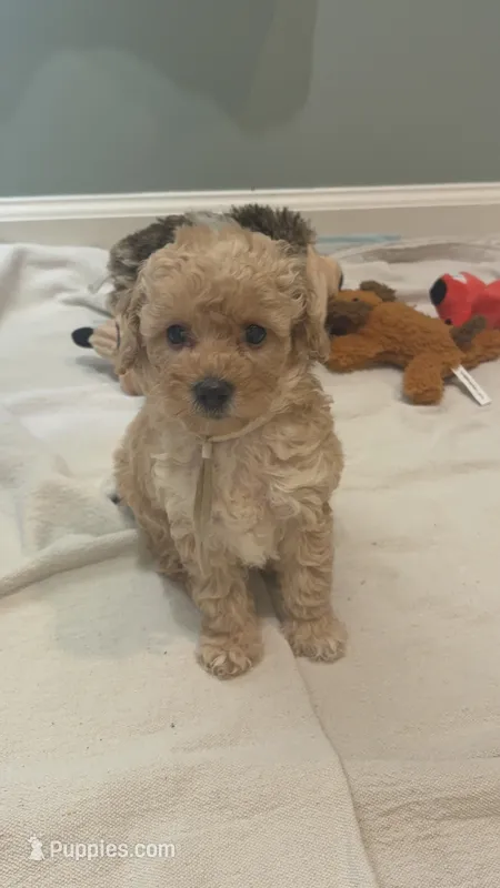 CKC White girl – Poodle - Toy  puppy for sale in Tupelo, MS