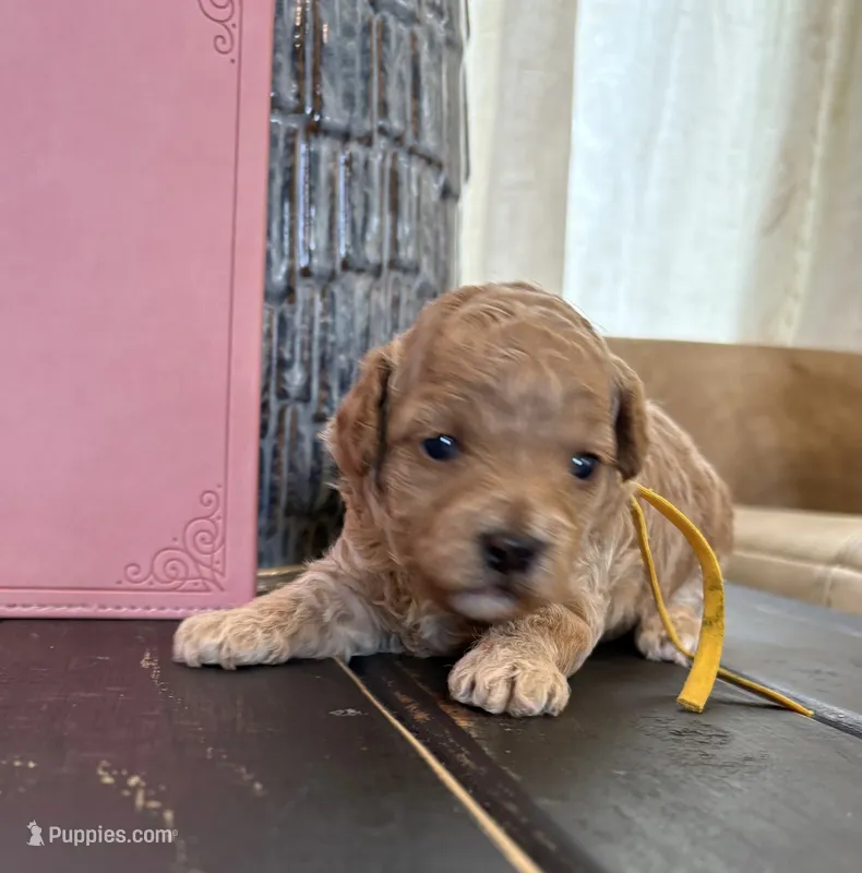 Yellow girl – Poodle - Toy  puppy for sale in Tupelo, MS