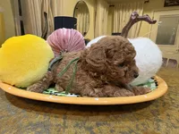 Green, a male Poodle - Toy  for sale in Tupelo, MS – 5 of 6