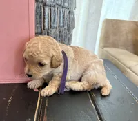 Purple girl, a female Poodle - Toy  for sale in Tupelo, MS – 1 of 3