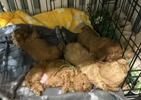 Green, a male Poodle - Toy  for sale in Tupelo, MS – 2 of 6