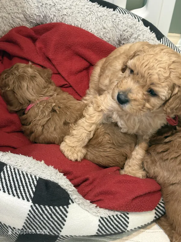 Red  – Poodle - Toy  puppy for sale in Tupelo, MS