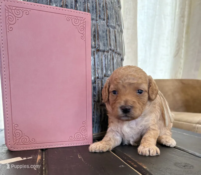 White girl – Poodle - Toy  puppy for sale in Tupelo, MS